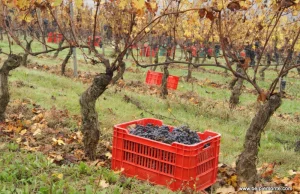 W Piemoncie jesień smakuje winem