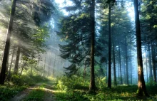 Największy w Polsce portal o lasach