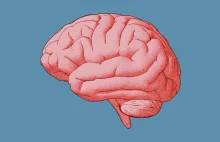 Tajemnice mózgu. Z czego jest zbudowana i jak działa kora mózgowa?