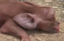 Na Kubie urodził się prosiak – małpa