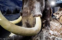 Śląskie: kolejne szczątki mamuta odkryte w stawie