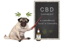 CBD DLA ZWIERZĄT