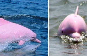 Bardzo rzadki różowy delfin ma różowe potomstwo