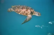 Śmierć za ochronę żółwi