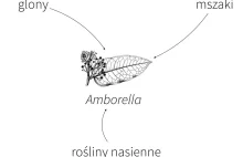 Najciekawsza roślina kwiatowa świata