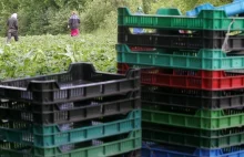 Horror w pracy za granicą. Rasistowskie wyzwiska, praca za s--s i a-----l