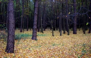 Las Krążel