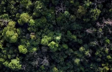 Miliard hektarów lasu, by uratować świat?