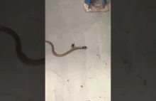 Pająk złapał węża w sieć.