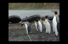 Pingwiny, które natrafiły na przeszkodę