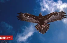 Mężczyzna oskarżony o otrucie 137 orłów australijskich