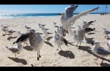 Mewy i kruki walczą o chleb na australijskiej plaży