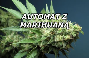 Marihuana jak cola, z automatu | Blog