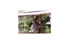 Czy wiesz jakie dzwieki wydaje koala?