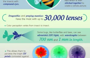 Jak świat widzą różnorakie zwierzaki i owady? Infografika.