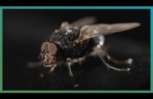 Jak mucha unika zagrożeń?
