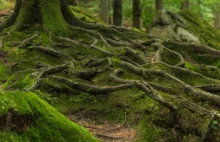 "Pełzające korzenie" w Bieszczadach. Przerażające czy fascynujące zjawisko?