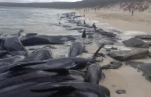 Ratownicy ścigają się z czasem. Dramat 150 wielorybów