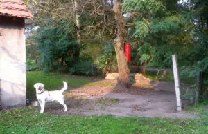 Labrador na sznurku przywiązany do drzewa. Interweniowała już straż...