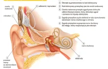 AMA - od głuchoty do słyszenia