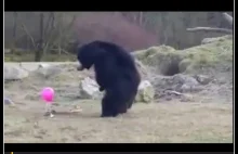 Niedzwiedzie grają balonem