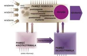 Jak działa ludzka pamięć?