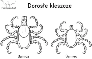 Kleszcze, borelioza - co robić?