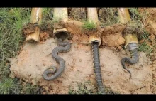 Polowanie na węże