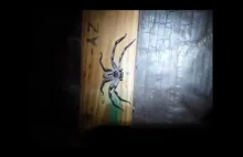 Kokon z pająkami.
