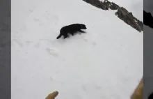 Pies robi salta na stoku