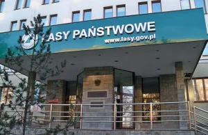 Dyrektorzy Lasów Państwowych sami sobie rozdali premie