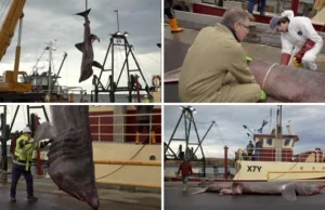 U wybrzeży Australii wyłowiono rzadko spotykanego gigantycznego żarłacza...