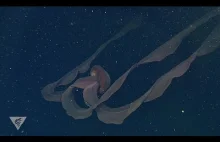 Stygiomedusa gigantea: gigantyczna meduza.