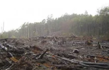 Jest odpowiedź Rosji w sprawie wycinki przygranicznych lasów