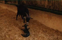 Narodziny kozy