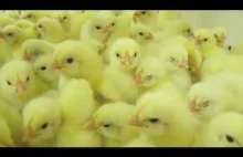 Produkcja kurczaków