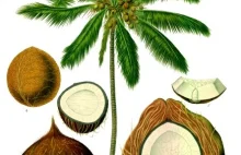 Kokos zawiera olej palmowy!