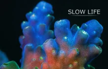 Rafa koralowa z urzekajacej perspektywy - timelapse z bardzo bliska