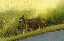 Zdjęcia wilka tuż przed atakiem na dzieci | Bieszczady.