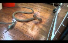 Hodowca węży nagrywa filmik podczas karmienia...