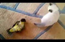 Kociak i papuga