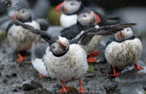 Unikalna fauna wysp Farne