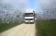 Konkurs lotu gołębi pocztowych