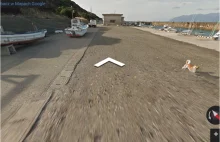Pies zepsuł panoramę Google Maps i stał się sławny na całym świecie