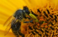 Piękno od pszczół - Pielęgnacja