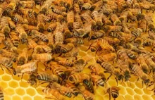 Polscy badacze opracowali preparat leczący pszczoły