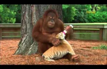 Orangutan opiekuje się młodymi tygrysami