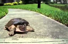 Jak szybko może biec żółw?