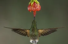 Najlepsze zdjęcia z tegorocznego konkursu National Geographic w kategorii natura