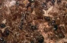 Jadowite mrówki z gatunku Solenopsis invicta, zwane mrówkami ognistymi